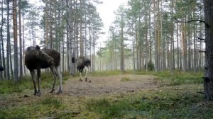 Гон у лося. Звук Крик рев голос лося. Лось, лосиха и лосята.
