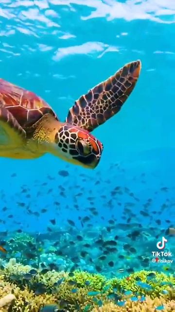 Подводный мир. смотреть онлайн