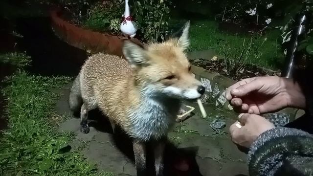 (1118) Лиса приходит в гости. Сентябрь 2025 смотреть онлайн