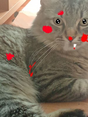 кот убийца муахахаха