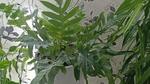 Дела Цветочные. Новый Зелёный 🌳🌳🌳Уголок