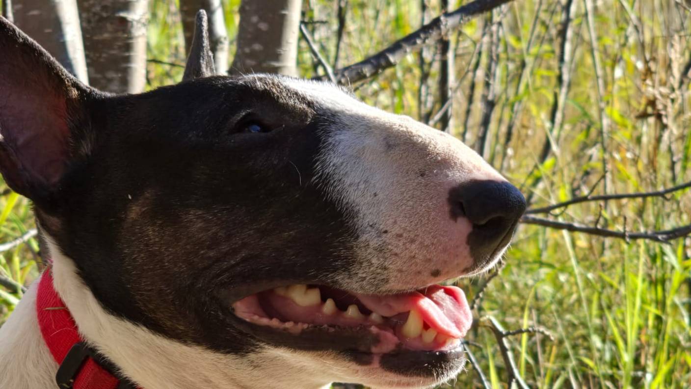 Булошница смотреть онлайн