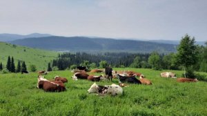 Начинающие фермеры Кузбасса получат почти 32 млн рублей на развитие хозяйств