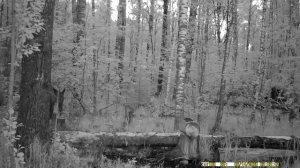 Лосенок и Лосиха|Лоси на солонце|Дикие животные