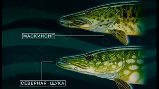Как отличить Маскинонга (Muskellunge) — Esox masquinongy от Обыкновенной щуки (Pike) — Esox lucius ? смотреть онлайн