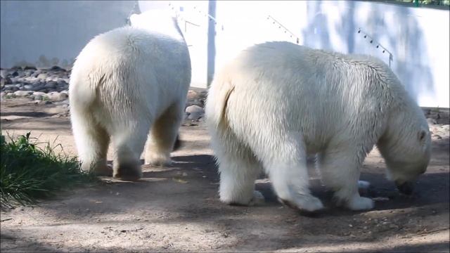 Медвежата плавали и рыбачили, но без меня 17.08.2025 смотреть онлайн