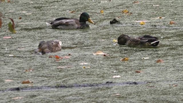 Прогулка по лесу в начале золотой осени. Утки на пруду с ряской и опавшими листьями.