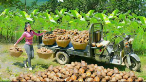 Сбор урожая Таро и продажа на сельском рынке. Жизнь во Вьетнаме