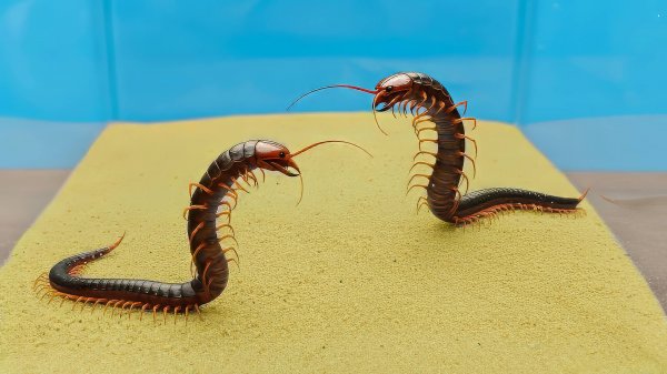 Что будет, если две Сколопендры поселить в один террариум?