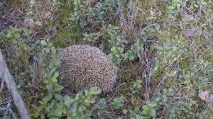 Дикая природа и еж в лесу