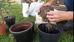 Мощная корневая у гортензии в таком грунте вырастает за месяц 🤔🌼🌼🌼