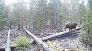 Как дикий лось на солонце забавно чихает.Интересные факты о диких животных.