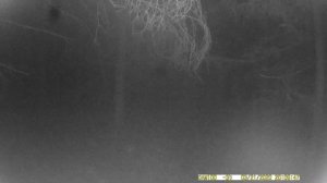 Лось(сохатый) в холод гуляет по лесу