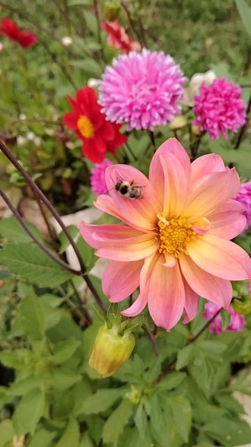 Цветочно-насекомые дачные новости 🌸🐝 смотреть онлайн