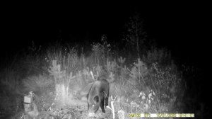 Кабан пришел на самодельную кормушку. Как сделать кормушку для кабанов в лесу.