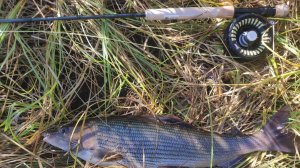 Новая удочка FIVE от Kola Salmon разловил трофеями.