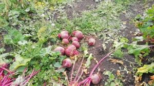 Наше хозяйство 💓Уборка урожая на огороде и в поле 💓