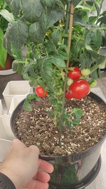 НАЧИНАЕМ ДОМАШНИЙ ОГОРОД. ВСЕ В НЮАНСАХ В ТЕЛЕГРАММ https://t.me/elena60sotok смотреть онлайн