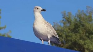 Лариса Лебедева Кормилицына "Когда тебя не слышат – не кричи"  читает Любовь Б.