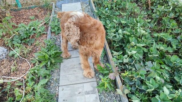 Ричи ест клубнику)) смотреть онлайн