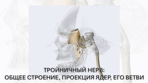 Тройничный нерв. Общее строение.