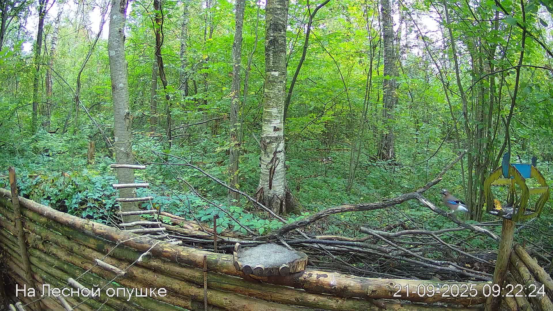 🍂СЕНТЯБРЬ в ЛЕСУ онлайн #Relaxing #природа #звуки леса #птицы #погода🍁 смотреть онлайн