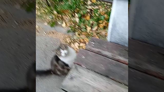 на меня напали коты