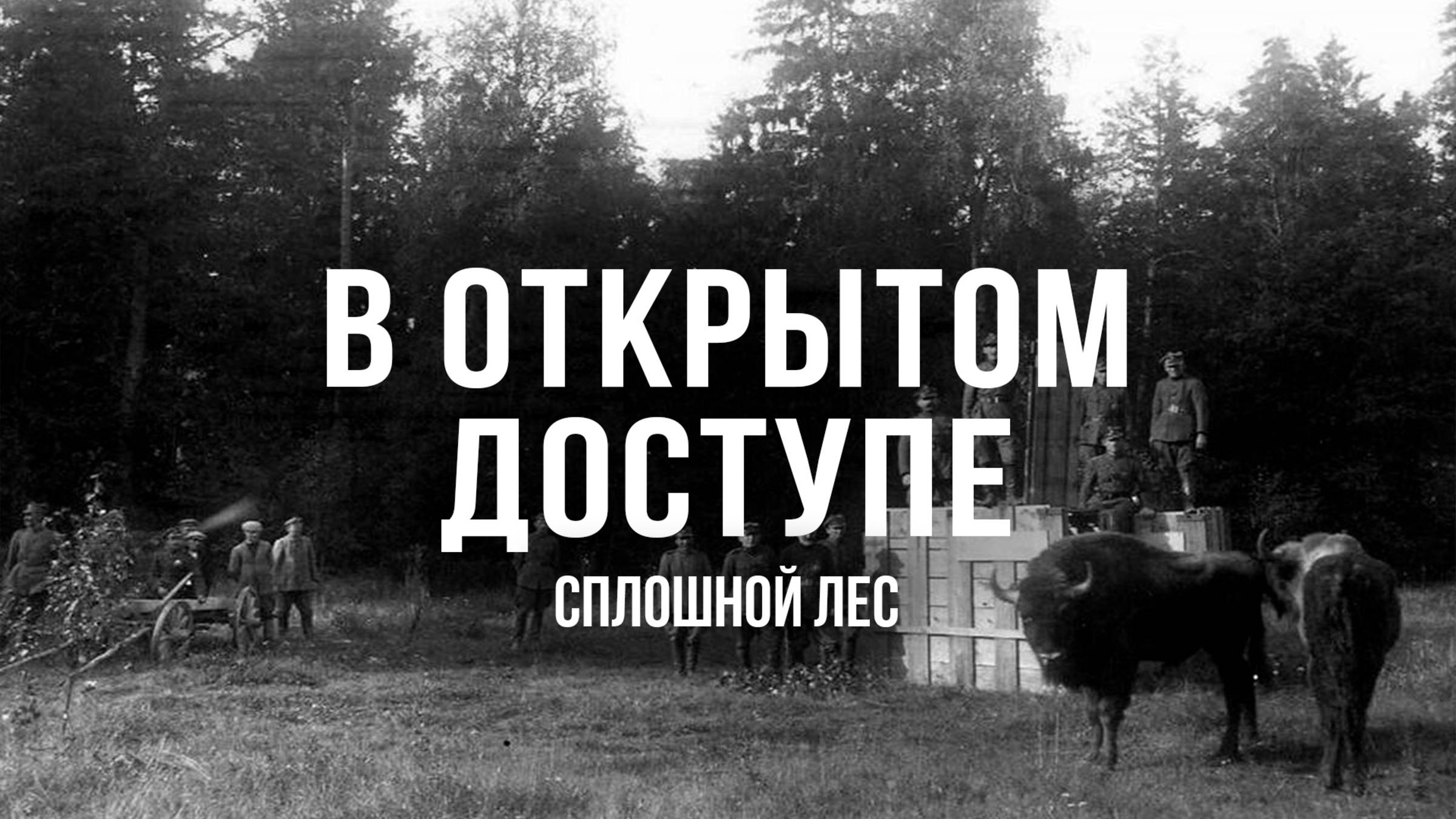 Сплошной лес | Архивные кадры. В открытом доступе