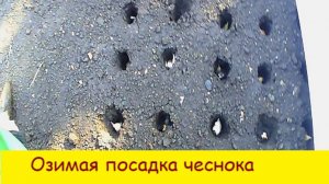 Озимая посадка чеснока