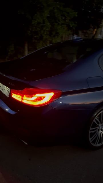 Дельфин-афалина чемпион скорости 🐬