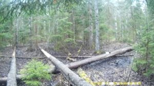 Копалуха|Пернатый гость(Глухарка) на солонце для Лося.