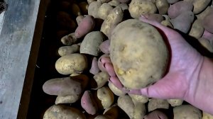 Думала , будет хуже, но именно Цимус спас!! Урожай Картофеля порадовал!!