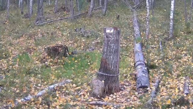 Видео фото ловушки смотреть онлайн