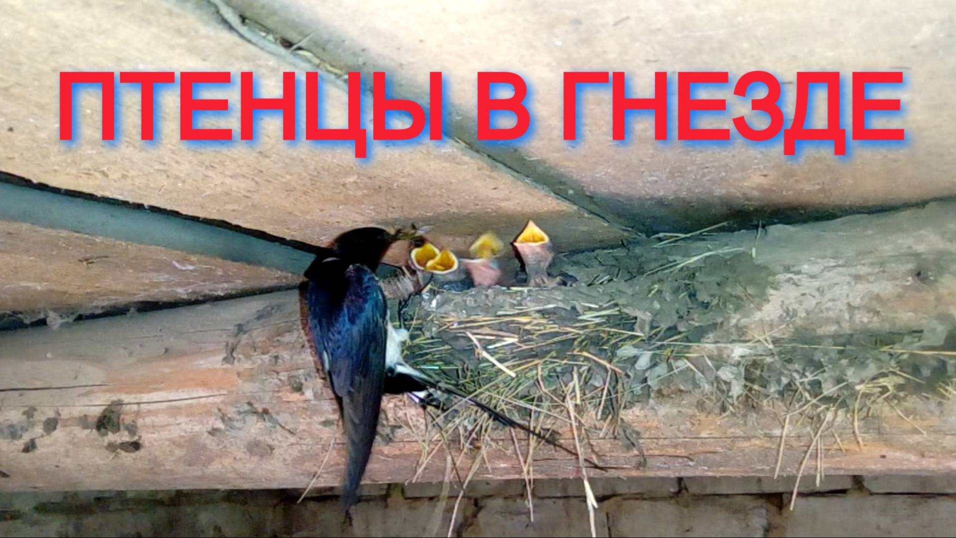 НЕБЕСНЫЕ СТРАННИКИ, ДЕРЕВЕНСКИЕ ЛАСТОЧКИ