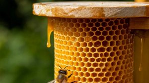 А вы так сможете? Добыча меда БЕЗ медогонки. Испытания пресса.