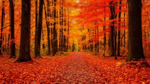 Музыка без авторских прав. Reqder - Осенний лес