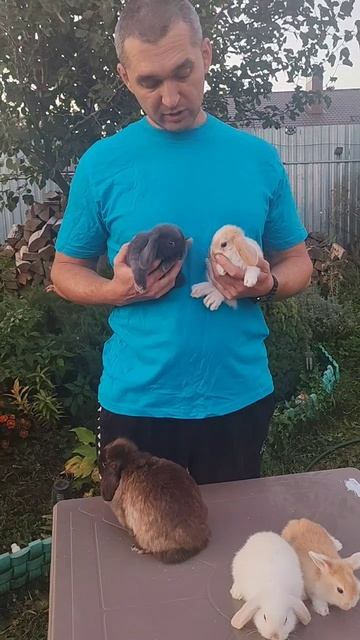 Обзор вислоухих малышей 🐰❤️ смотреть онлайн