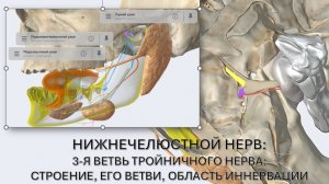 3-я ветвь тройничного нерва - нижнечелюстной нерв