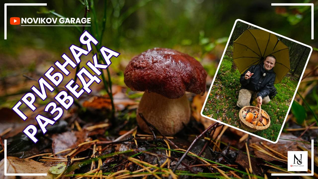 Грибная разведка 20 сентября 2025. Всеволожский район. смотреть онлайн