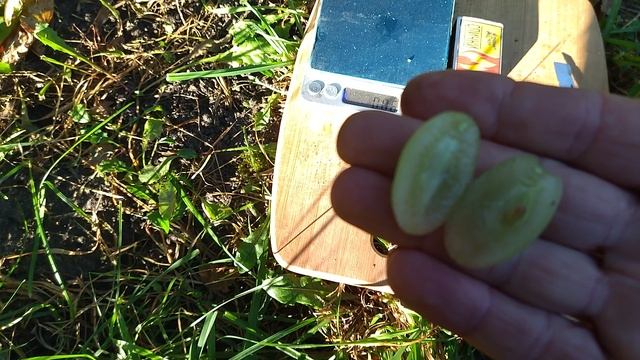 Гф Давид селекции Калугина В. М с очень хрустящей ягодой и нежным мускатом. смотреть онлайн