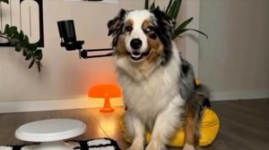 Топ-5 способов максимально достать своего хозяина