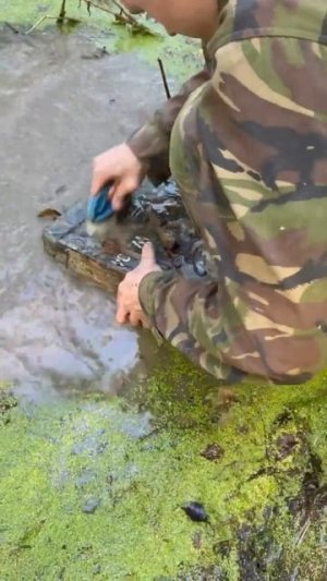 Коп по войне. Ящики из болота как новые #shortsvideo #digging #ww2 #shortsrutube