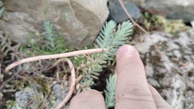 Седумы на каменной горке в нашем саду 2025 смотреть онлайн