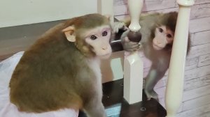 Обезьянки гуляют дома в игровой