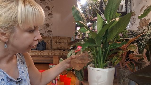 Будни цветовода. Переезд на другую квартиру, как пережили растения мой отпуск. смотреть онлайн