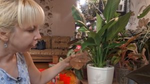 Будни цветовода. Переезд на другую квартиру, как пережили растения мой отпуск.