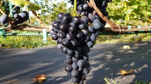 Виноград Фурор. 19.09.2025 г.