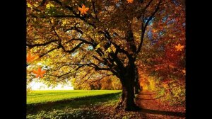 ФУТАЖ -  ОСЕНЬ