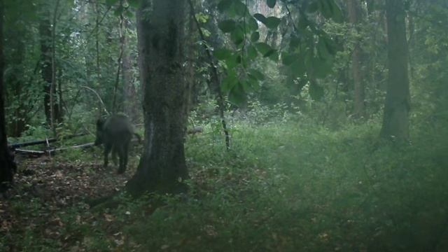 Кабан фото ловушка смотреть онлайн