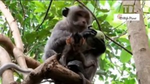 Макака редко делится с детёнышем... 1000034180.mp4